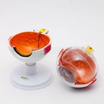 Oko, powiększenie 6x, 7 części - model EDUKO