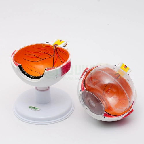 Oko, powiększenie 6x, 7 części - model EDUKO