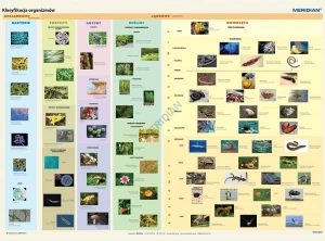 Klasyfikacja organizmów - ścienna plansza dydaktyczna 200x150