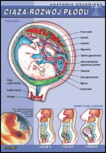 Zestaw plansz dydaktycznych "Anatomia człowieka"