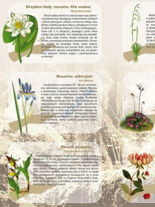 Rośliny chronione w Polsce - ścienna plansza dydaktyczna 120x90