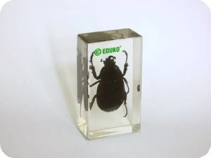 Rohatyniec - chrząszcz