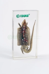 Jaszczurka - dysekcja