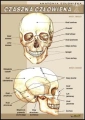 Czaszka_cz__owie_4b87b67bc6b92.jpg