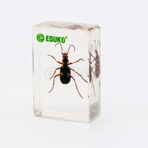 Biegacz - chrząszcz