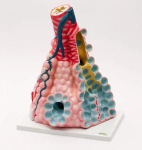 Pęcherzyki płucne - EDUKO