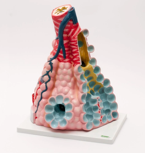 Pęcherzyki płucne - EDUKO