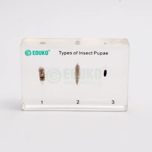 Poczwarki owadów - zestaw