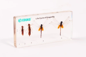 Ważka - rozwój EDUKO