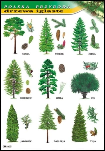 Drzewa iglaste
