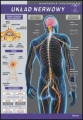 Uk__ad_nerwowy_5863cb7831e4c.jpg