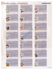 Grzyby trujące i niejadalne - ścienna plansza dydaktyczna 120x90