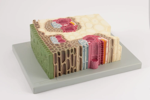 Tkanka roślinna obwodowa - przekrój - EDUKO