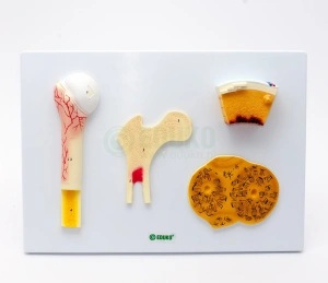 Kości - przekrój na tablicy - EDUKO