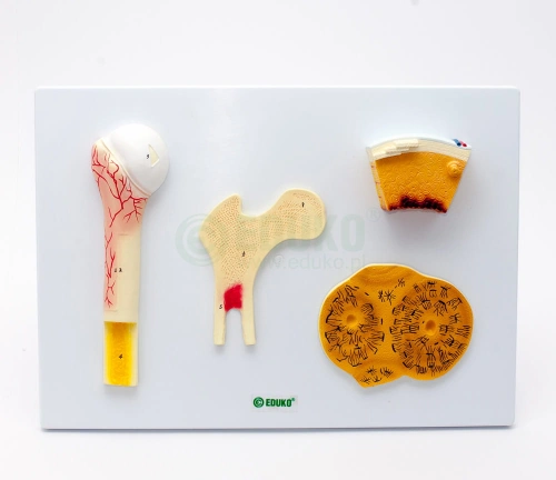 Kości - przekrój na tablicy - EDUKO