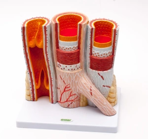 MODEL TĘTNICY I ŻYŁY