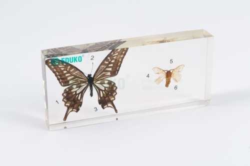 Motyl i ćma - porównanie