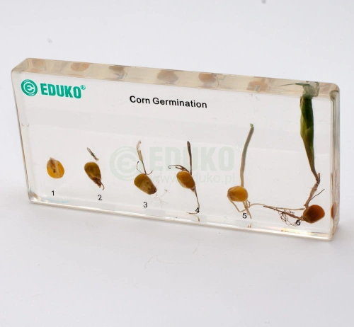 Kukurydza - rozwój - EDUKO