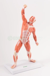 Układ mięśniowy 50 cm - EDUKO
