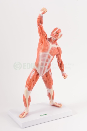Układ mięśniowy 50 cm - EDUKO