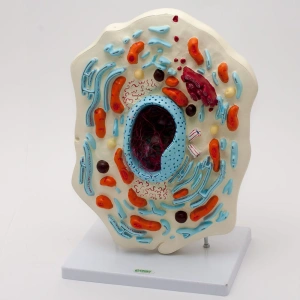 Komórka zwierzęca na tablicy - EDUKO