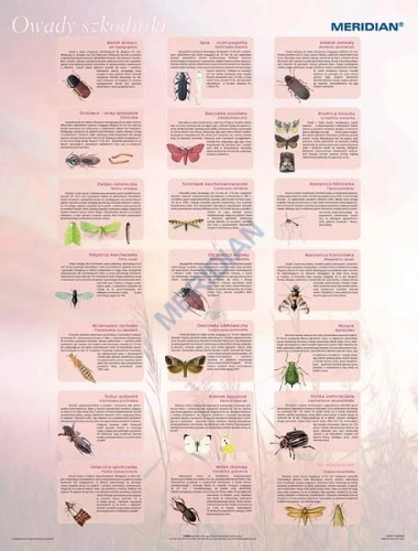 big_Owady_szkodniki_4e7071cecef31.jpg
