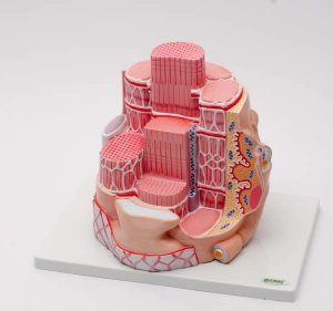 Model włókna mięśnia szkieletowego - EDUKO