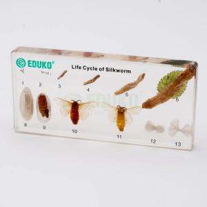 Jedwabnik - rozwój - EDUKO