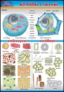 Zestaw plansz dydaktycznych "Mikrobiologia i zdrowie człowieka"
