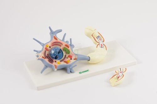 NEURON - komórka nerwowa - EDUKO