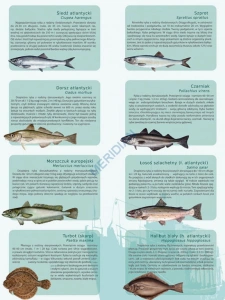 Ryby morskie - ścienna plansza dydaktyczna 120x90
