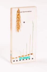 Pszenica - rozwój EDUKO