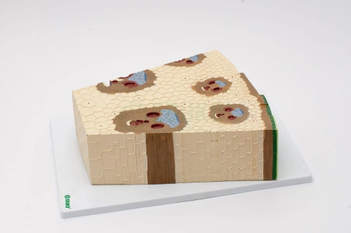 Łodyga rośliny jednoliściennej - model EDUKO