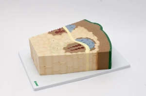 Łodyga rośliny dwuliściennej - model EDUKO