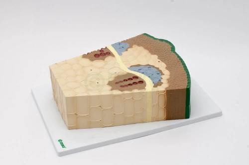 Łodyga rośliny dwuliściennej - model EDUKO