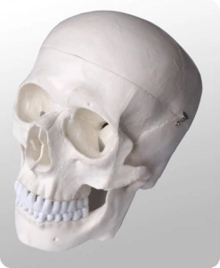 Czaszka człowieka, 3 części - model EDUKO