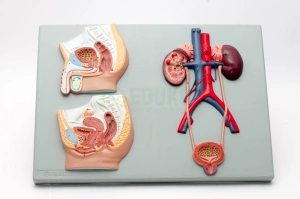 Układ moczowo-płciowy K/M, przekrój na tablicy - EDUKO