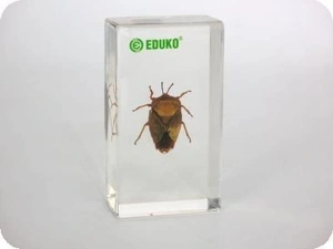 Pluskwiak - różnoskrzydłe