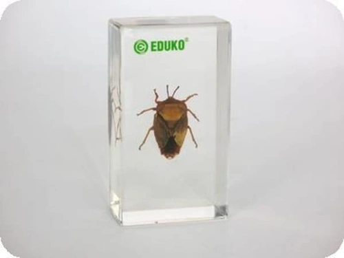 Pluskwiak - różnoskrzydłe