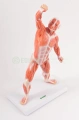 Układ mięśniowy 50 cm - EDUKO