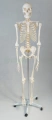 Szkielet człowieka 85 cm z mostkiem - EDUKO