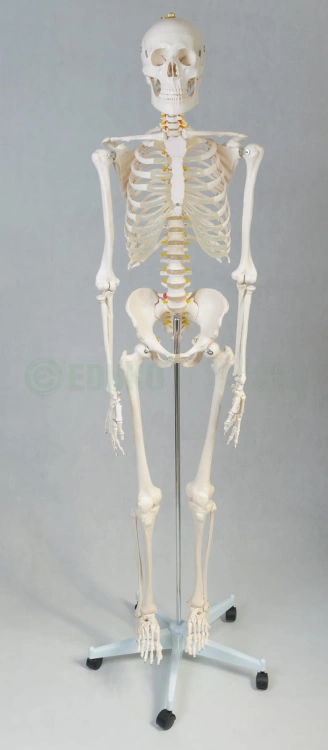 Szkielet człowieka 85 cm z mostkiem - EDUKO