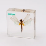 Ważka - różnoskrzydłe