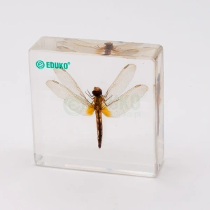 Ważka - różnoskrzydłe