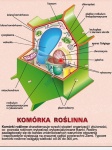 big_MR-BI-14_DUO_Komorki_-_jednostki_--ycia_przod_1.jpg