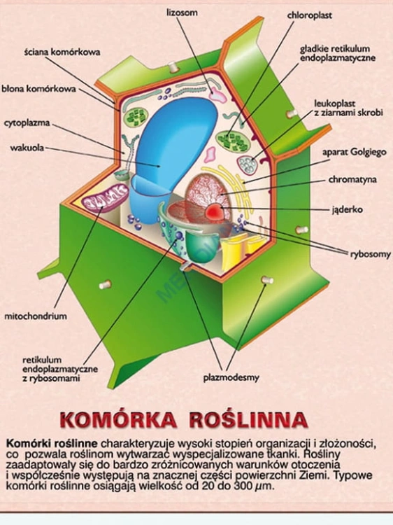 big_MR-BI-14_DUO_Komorki_-_jednostki_--ycia_przod_1.jpg