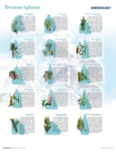 Drzewa i krzewy iglaste - ścienna plansza dydaktyczna 120x90