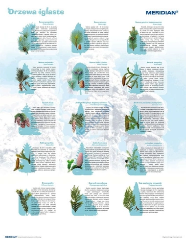 big_Drzewa_iglaste_4ce27abf94828.jpg