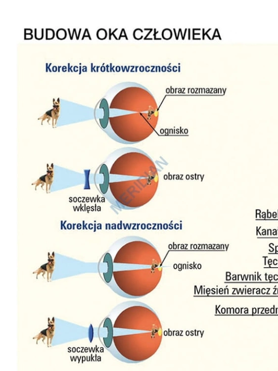 big_MR-BI-13_Budowa_oka_1.jpg