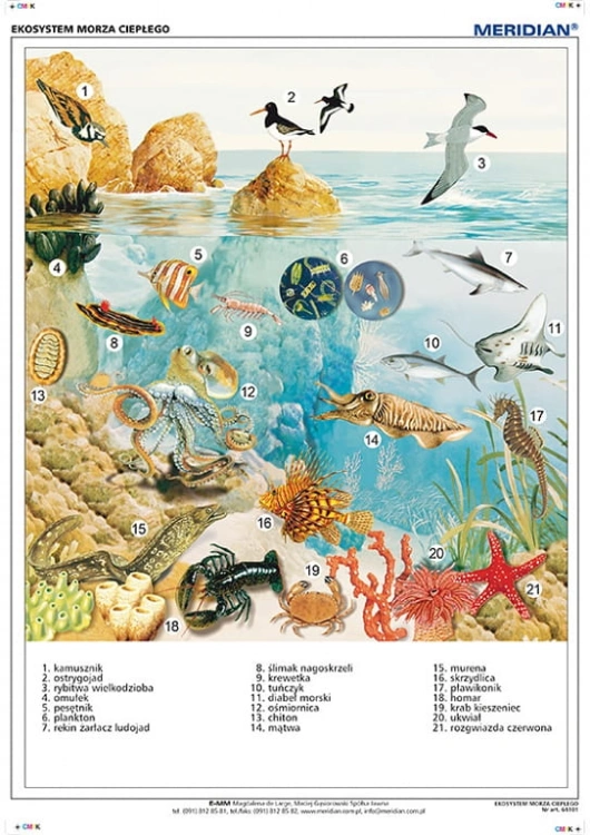 big_MR-BI-10-Ekosystem-morza-cieplego.jpg